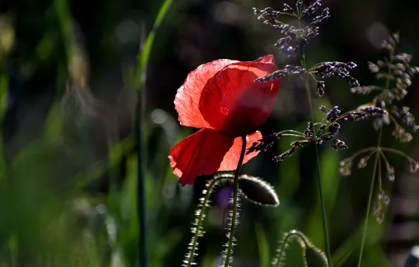 Flower, light, red, Mac, Maki, spikelets, buds, bokeh