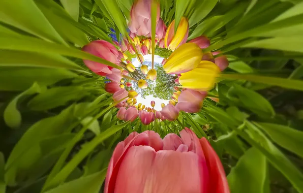 Greens, leaves, flowers, Park, stems, beauty, spring, yellow