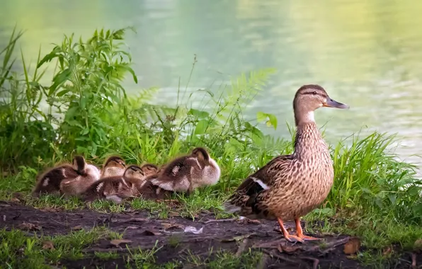 Grass, shore, ducklings, mom, duck, Chicks, pond, brood
