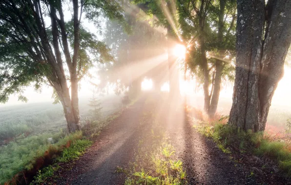 Picture summer, road, light, morning, fog