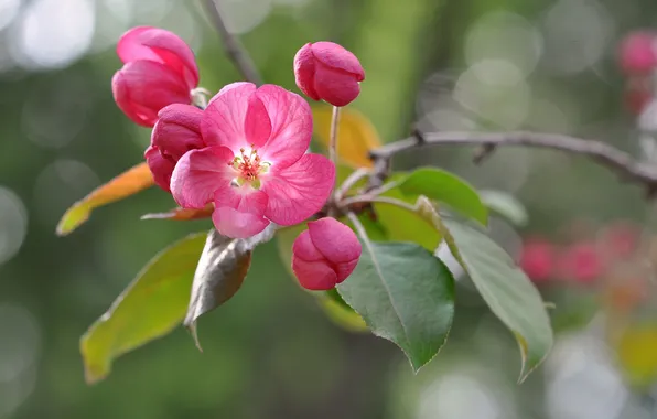 Spring, Apple, flowering