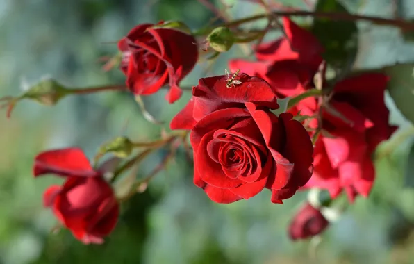 Picture macro, flowers, fly, roses, branch, buds