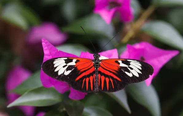 Butterfly, wings, bright