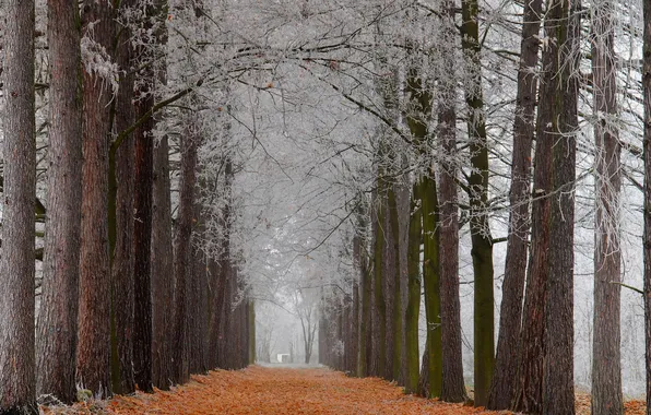 Frost, autumn, leaves, trees, Park, alley