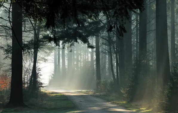 Forest, rays, trees, track