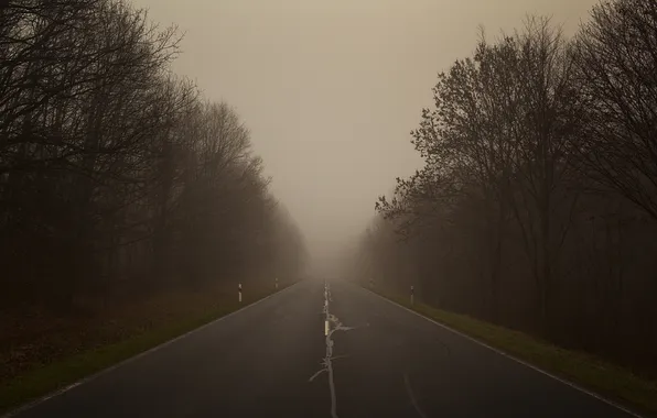 Picture road, forest, trees, fog, photo, landscapes, road