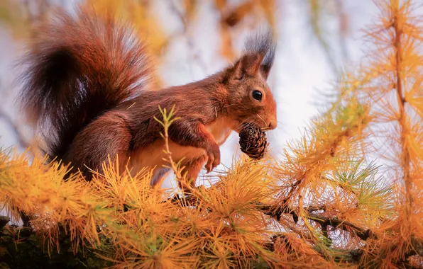 Picture trees, branches, pose, protein, needles, bumps, mining, rodent