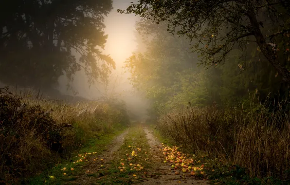 Road, autumn, grass, trees, branches, fog, foliage, apples