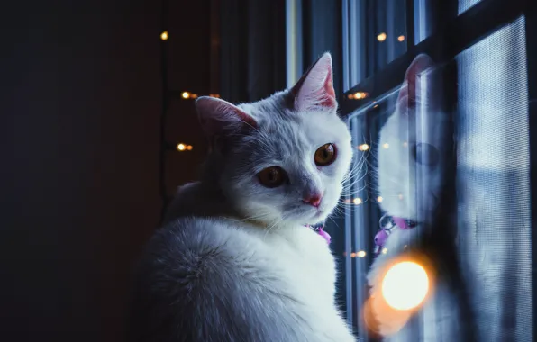 Picture cat, cat, look, face, light, glare, reflection, the dark background