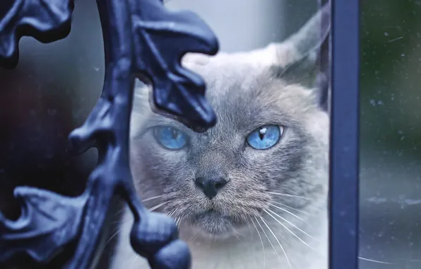 Cat, cat, look, glass, face, metal, curls, portrait
