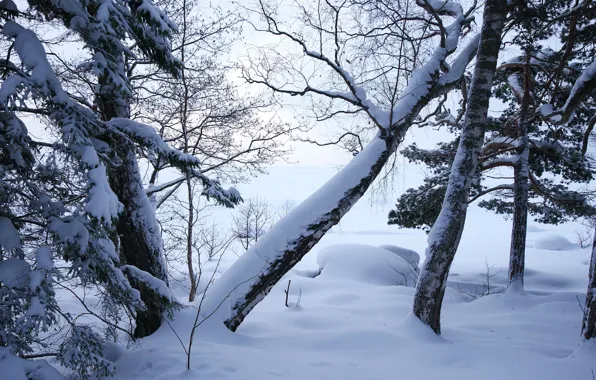 Winter, forest, snow, trees