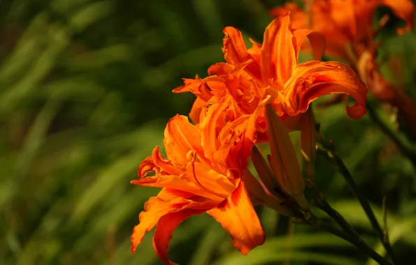 Macro, daylilies, Trazodne