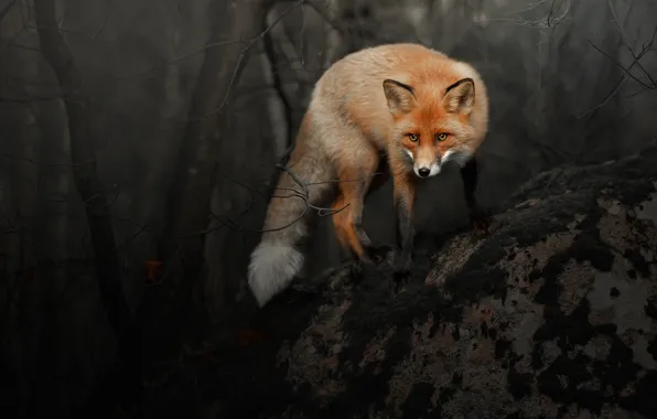 Forest, look, branches, pose, the dark background, Fox, red, Fox