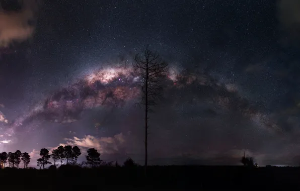 Stars, trees, night, the milky way