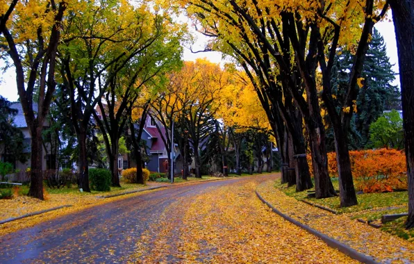 Picture autumn, leaves, trees, nature, city, the city, house, street