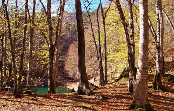 Autumn, forest, trees, lake, forest, Nature, falling leaves, trees