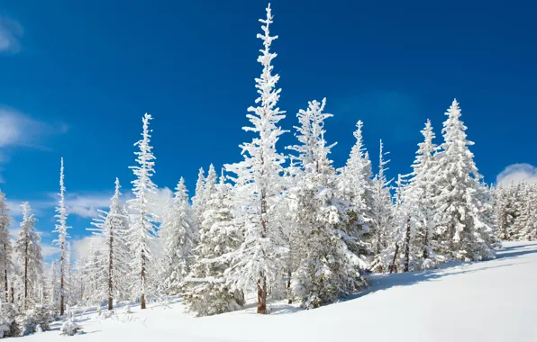 Picture winter, snow, landscape, fluffy, ate, blue sky, Wallpaper from lolita777