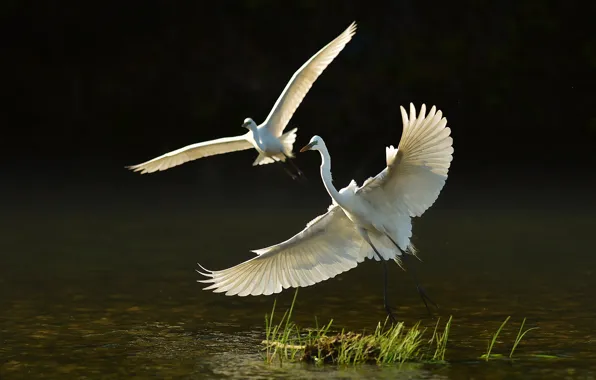 Grass, water, birds, lake, two, white, the rise, herons