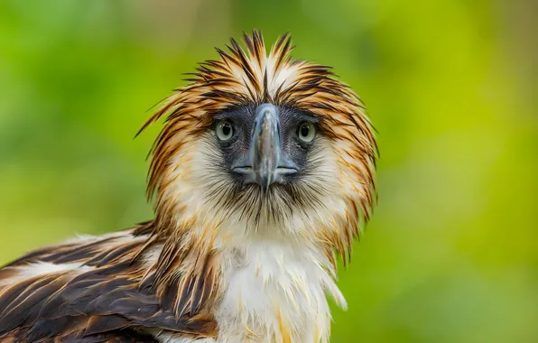 Nature, bird, Philippine Eagle