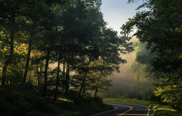 Road, forest, summer, the sun, rays, trees, nature