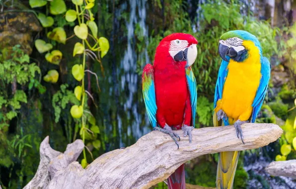 Leaves, birds, parrots, snag, Ara, vines, two parrots