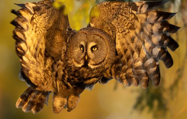 Look, light, flight, pose, owl, bird, feathers, flies
