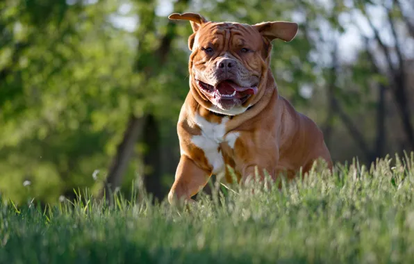 Picture language, summer, face, nature, each, dog, bulldog