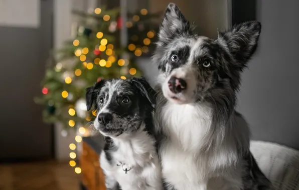 Dogs, look, lights, room, portrait, Christmas, puppy, New year