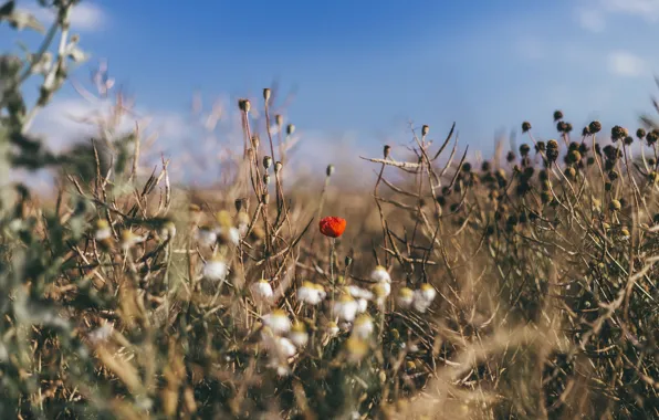 Summer, grass, nature