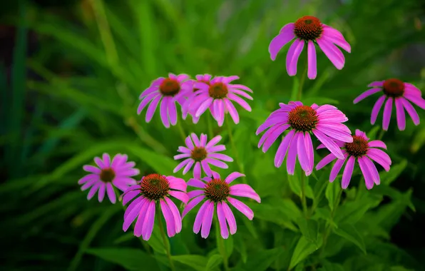 Greens, summer, leaves, flowers, Bush, garden, pink, lilac