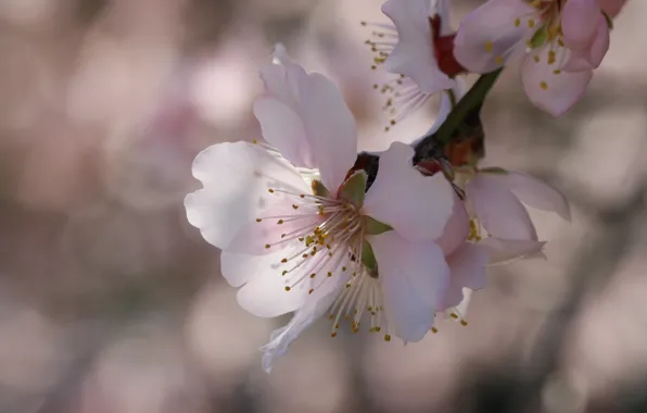 Light, flowers, branch, spring, Apple, flowering, bokeh, in bloom