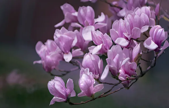 Flowers, branches, spring, pink, flowering, Magnolia