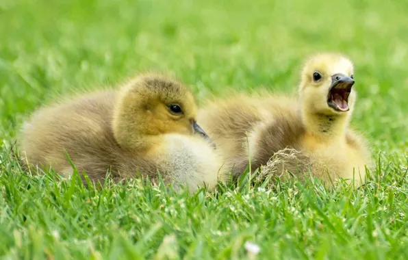 Yellow, young, Chicks, feathers, the goslings