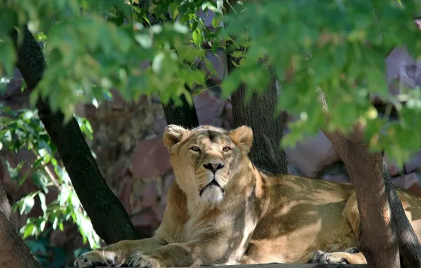 Nature, thickets, foliage, portrait, the plot, lions, lioness, Sunny