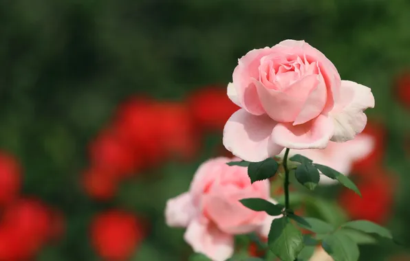 Pink, rose, petals, Bud