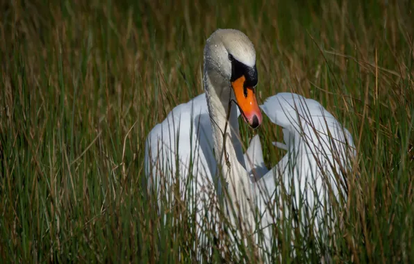 White, grass, look, drops, nature, pose, bird, portrait