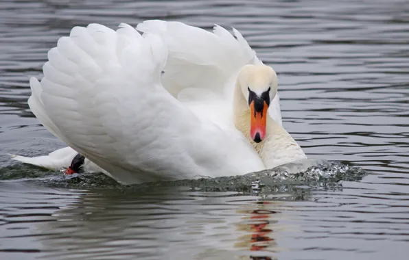 White, water, bird, Swan