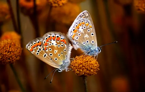 Eyes, dots, butterflies, stalk, Antennas, Black &amp; White Dots, Copulating