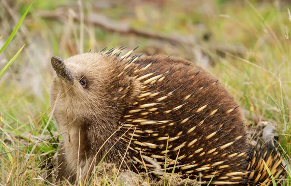 Grass, barb, echidna