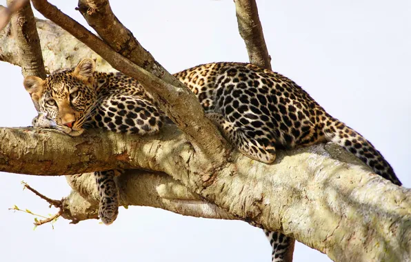 Picture look, tree, stay, predator, leopard