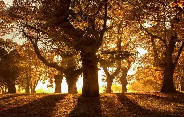 Autumn, forest, leaves, the sun, rays, light, trees, branches