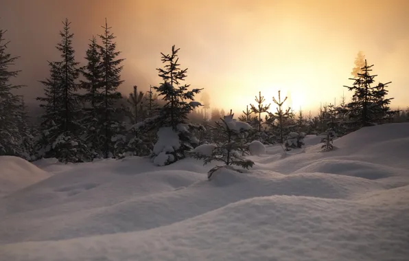 Picture tree, snow, forest