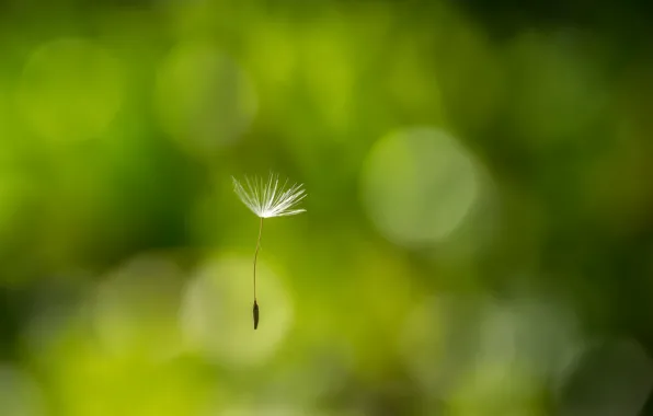 Picture nature, background, dandelion