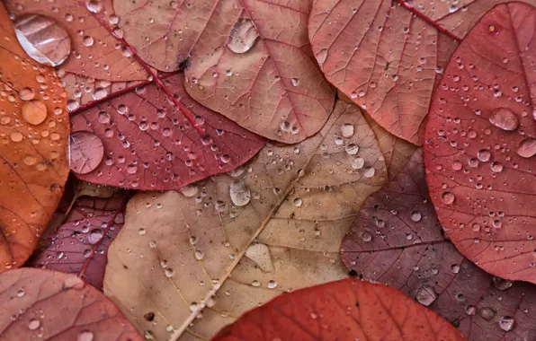 Picture autumn, leaves, drops, macro, nature