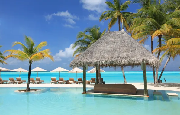 Picture palm trees, the ocean, stay, pool, relax, exotic