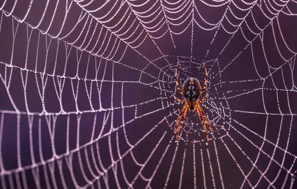 Drops, macro, Rosa, web, spider