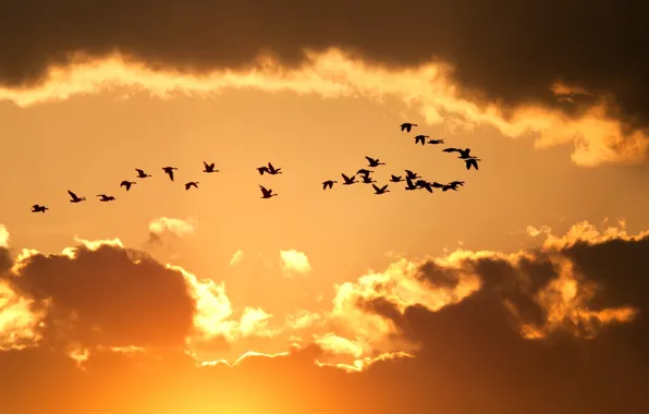 The sky, clouds, flight, birds, yellow, nature, background, Wallpaper