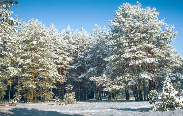 Pine, winter day, snow, Shimakovsky Yuri