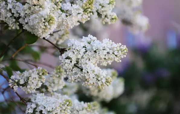 Branches, background, lilac