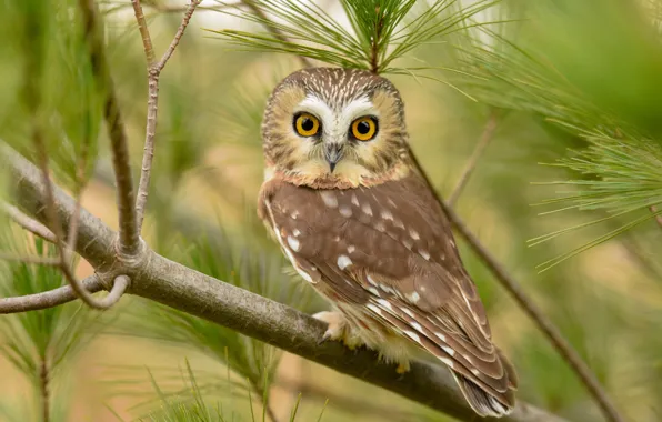 Eyes, look, branches, nature, owl, bird, portrait, sitting